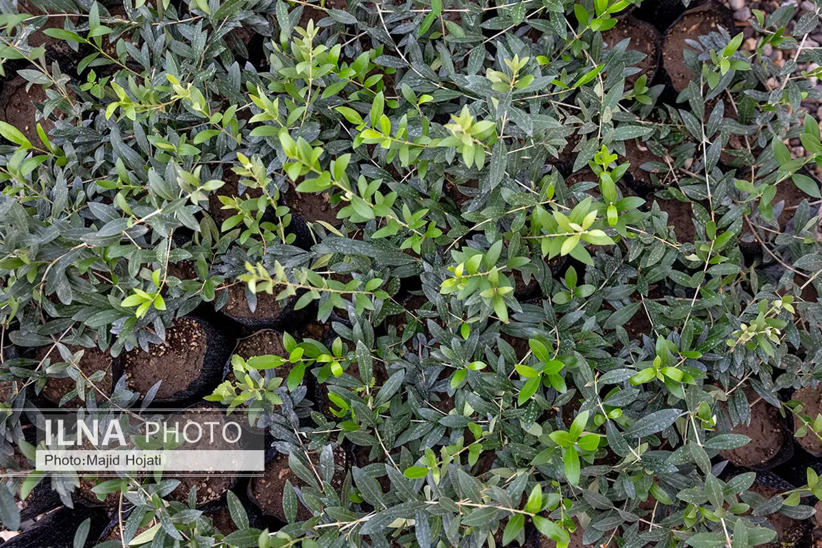 تشکیل قرارگاه عملیاتی باغ های شیراز/  نظارت هفتگی و هماهنگی ویژه برای مقابله با تخلفات در ایام خاص 