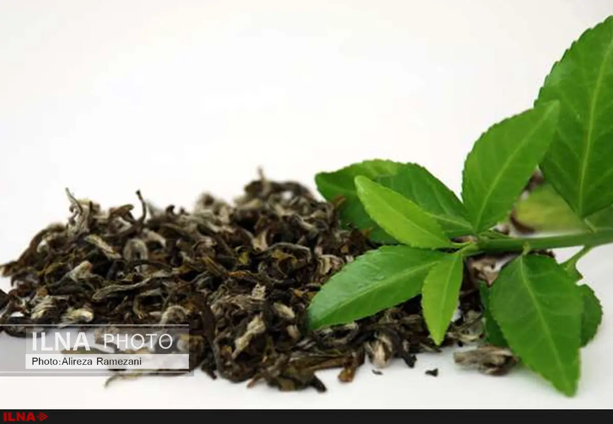 مطالبات چین اول چایکاران پرداخت نشد/ رشد 15 درصدی برداشت چای در چین دوم