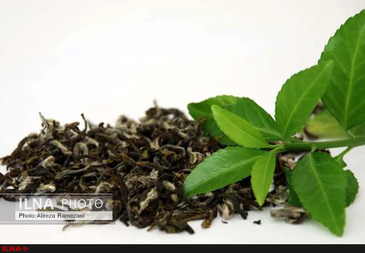 مطالبات چین اول چایکاران پرداخت نشد/ رشد 15 درصدی برداشت چای در چین دوم