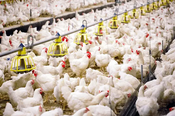 مدرنترین و مجهزترین واحد پرورش مرغ کشور در تربت حیدریه به بهره برداری رسید