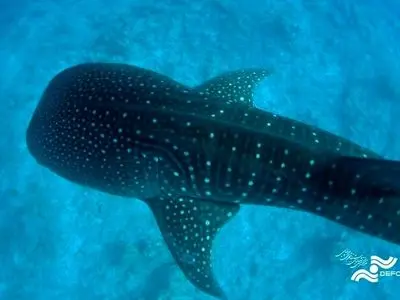 «آخرین کوسه نهنگ» به کامبوج سفر می‌کند