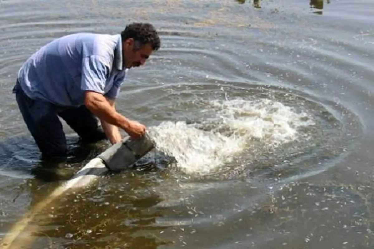 رها سازی ۱۹۳ میلیون تن بچه ماهی در رودخانه‌های گیلان