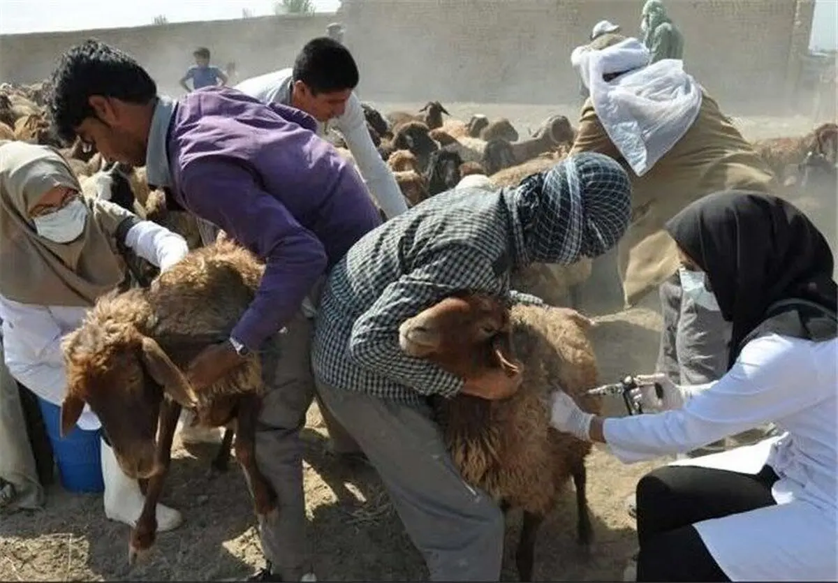  مورد مثبتی از طاعون در دام‌های همدان نداریم