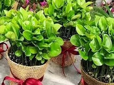 آموزش کاشت سبزه متفاوت با هسته پرتقال/فیلم