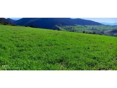 کشت ۱۱ هزار و ۵۰۰ هکتار گندم در شهرستان ساری آغاز شد