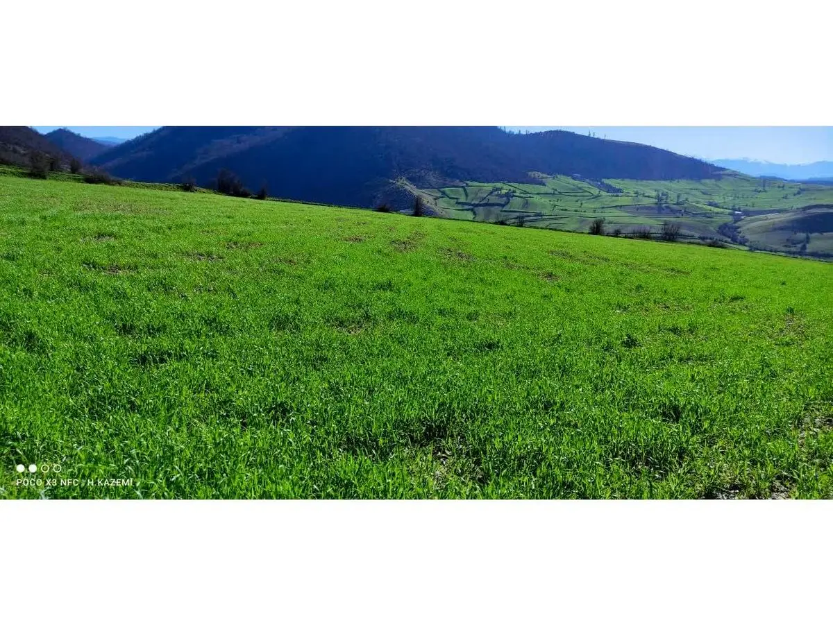 کشت ۱۱ هزار و ۵۰۰ هکتار گندم در شهرستان ساری آغاز شد