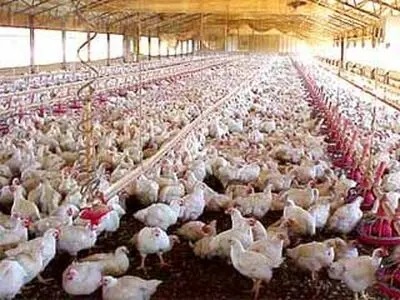 شیوع آنفلوآنزای طیور در تهران