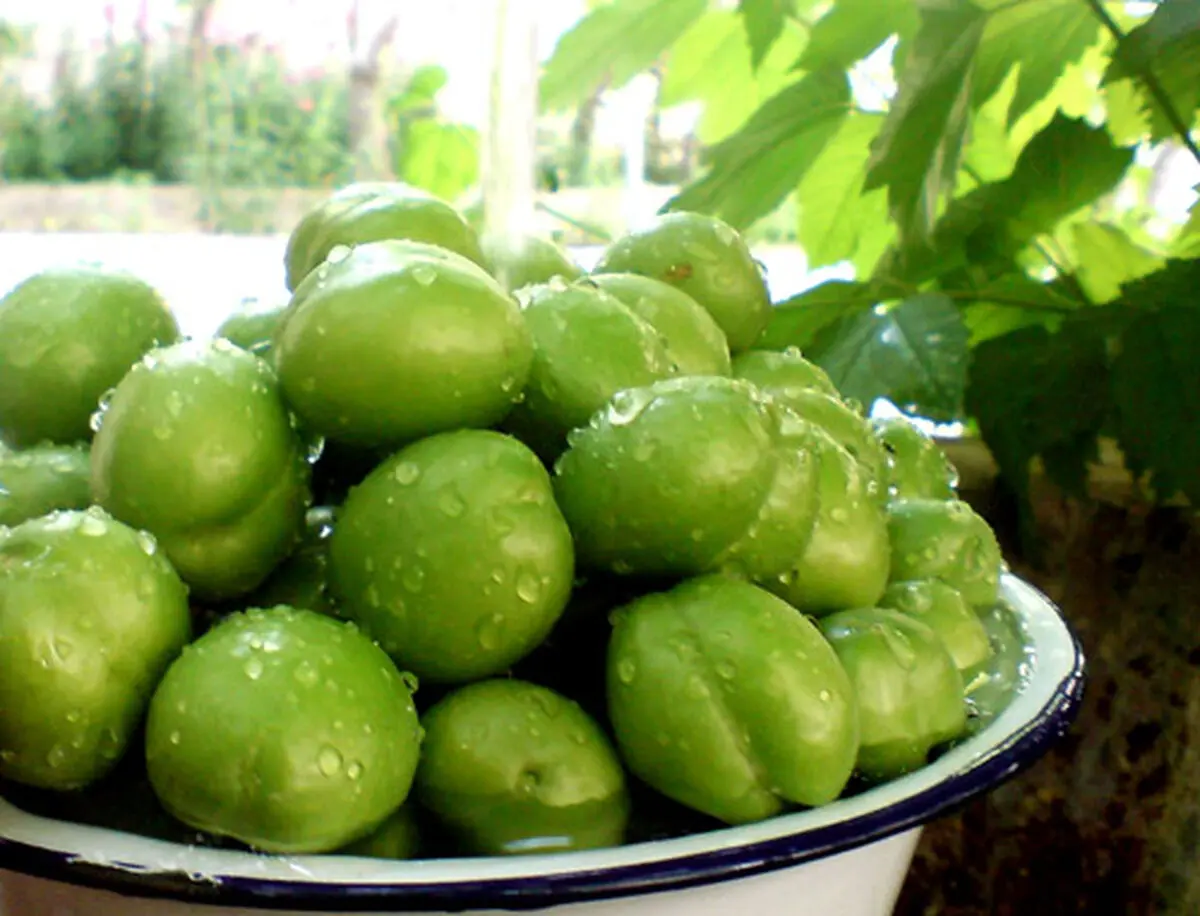گوجه سبز به بازار آمد