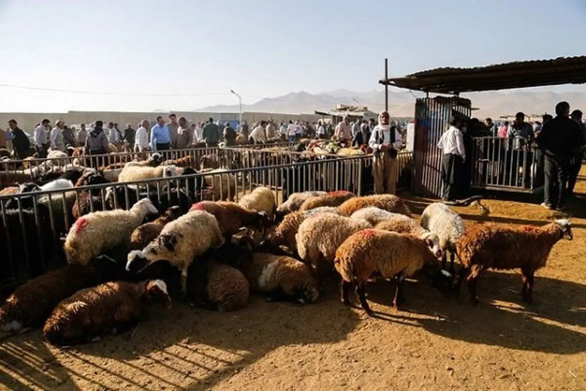 پیش‌بینی ۹ جایگاه موقت عرضه و ذبح بهداشتی دام در شیراز 