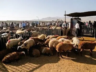 پیش‌بینی ۹ جایگاه موقت عرضه و ذبح بهداشتی دام در شیراز 
