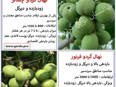 چه نهال گردو بخرم; معرفی پرفروش‌ترین نهال گردو