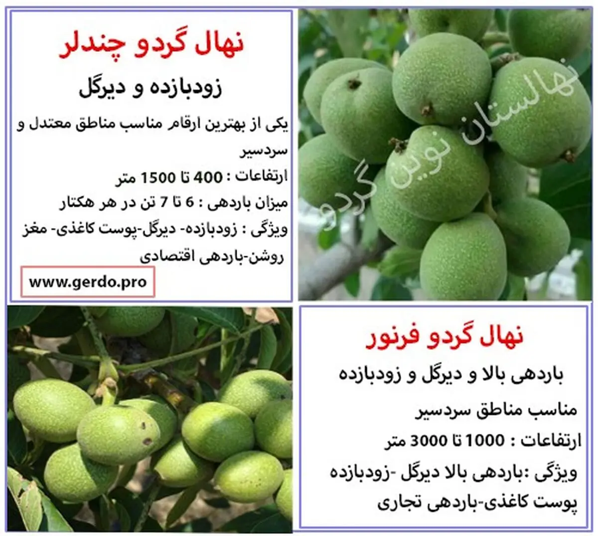 چه نهال گردو بخرم; معرفی پرفروش‌ترین نهال گردو