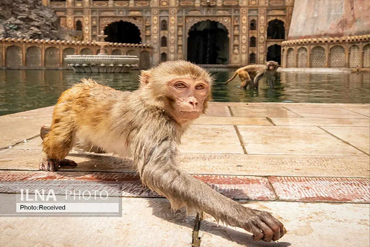 حیوان پس از دیدن این صحنه غش کرد/ فیلم