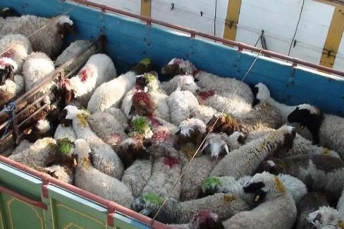 کشف ۱۰۰ راس دام قاچاق و فاقد مجوز  در ایلام
