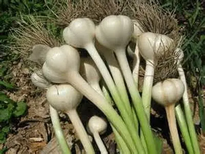 سیر صعودی تولید سیر در بابل