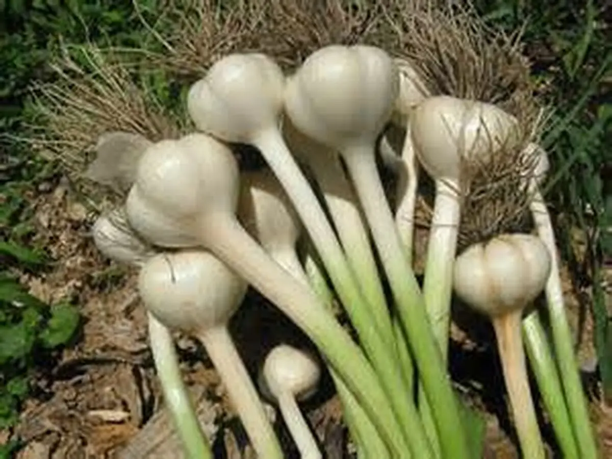 سیر صعودی تولید سیر در بابل