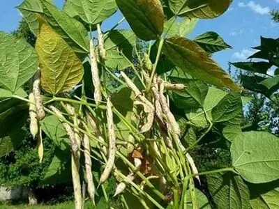 آغاز برداشت باقلای محلی (پاچ باقلا) در گیلان