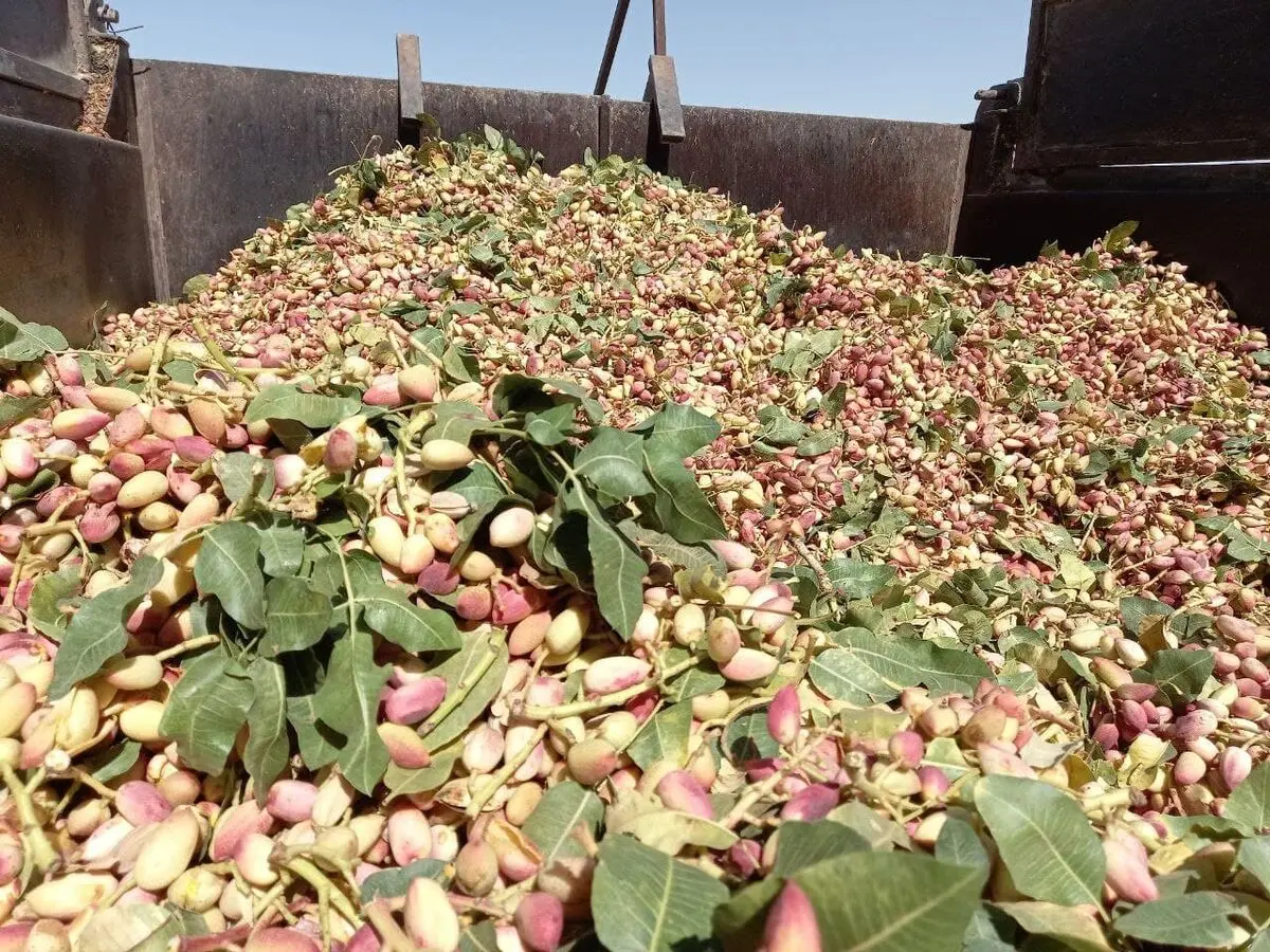 برداشت ۲۵ هزار تُن پسته در خوشاب خراسان رضوی
