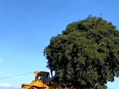 قطع درخت ۷۰۰ساله بلوط در فارس تکذیب شد