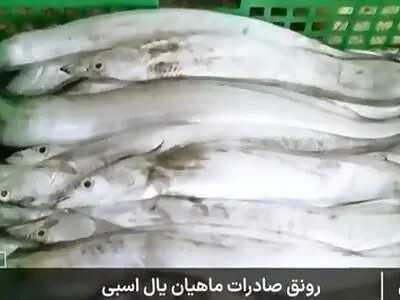 این ماهی مصرف داخلی ندارد و فقط صادر می‌شود + فیلم