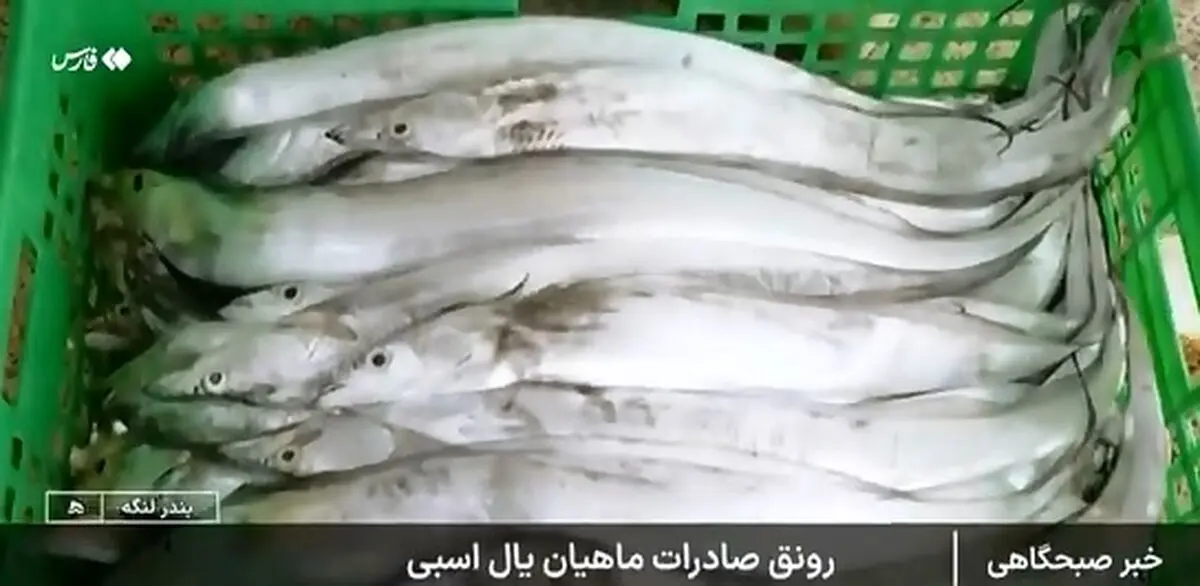 این ماهی مصرف داخلی ندارد و فقط صادر می‌شود + فیلم