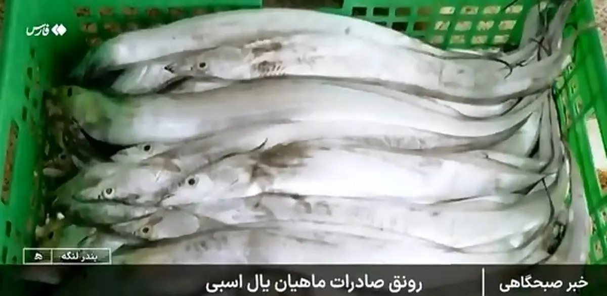 این ماهی مصرف داخلی ندارد و فقط صادر میشود + فیلم