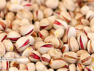 تولید بیش از 10 هزار تن پسته در باغات قزوین