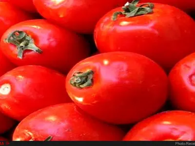 برداشت بالغ بر 281 هزار تن گوجه فرنگی از مزارع استان زنجان