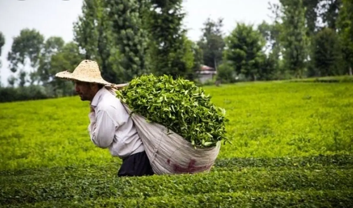 پرداخت ۳۸۱ میلیاردی تسهیلات به چایکاران و کارخانه داران