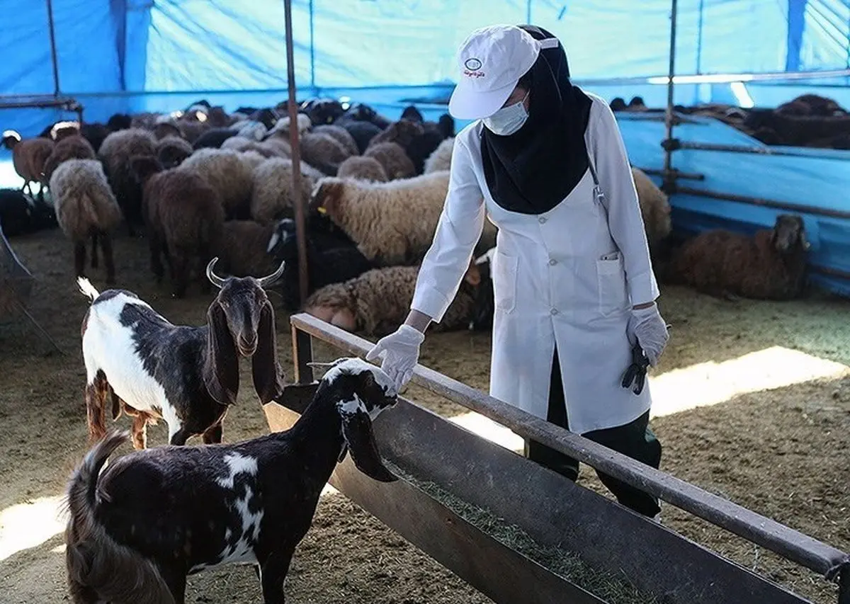 آماده باش دامپزشکی برای عید قربان در کل کشور