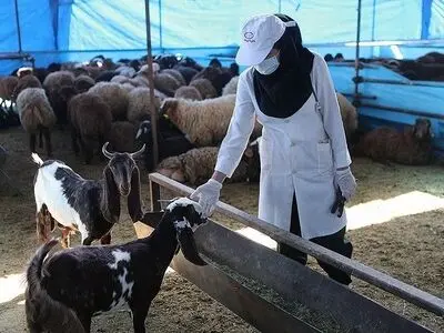آماده باش دامپزشکی برای عید قربان در کل کشور