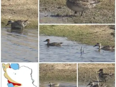 برای نخستین بار گونه نادر "اردک مرمری" در رودبارجنوب مشاهده شد
