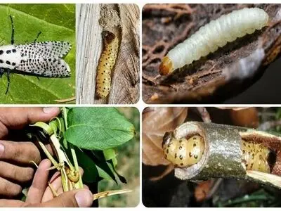 حفاظت از گیاه در برابر آفات نیاز به مبارزه بیولوژیک دارد