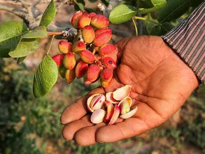 تولیدات قابل توجهی در محصول پسته در آذربایجان‌غربی نداریم