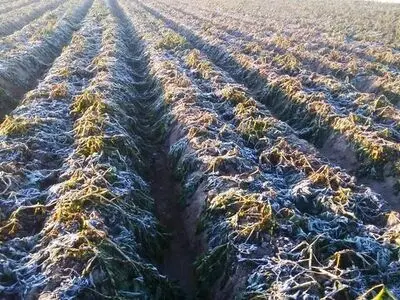 هشدار سرمازدگی بخش کشاورزی آذربایجان شرقی
