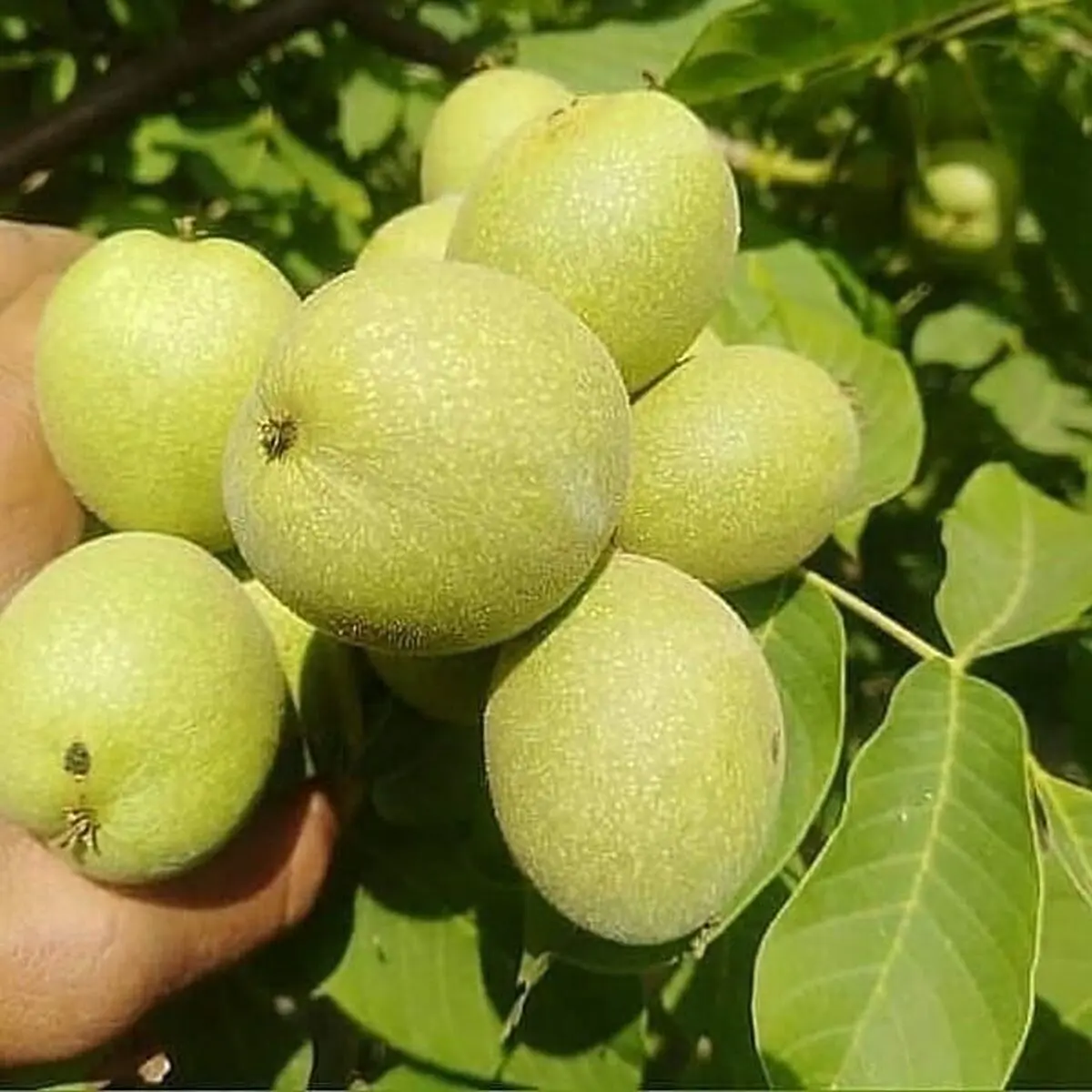 خرید نهال از بهترین نهالستان کشور + قیمت مناسب و ارسال سریع