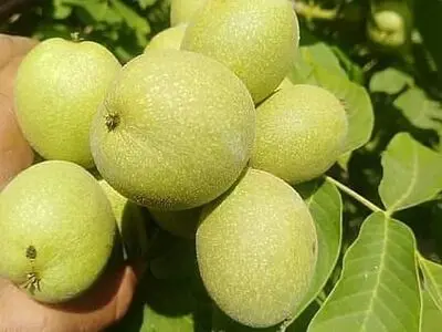 خرید نهال از بهترین نهالستان کشور + قیمت مناسب و ارسال سریع