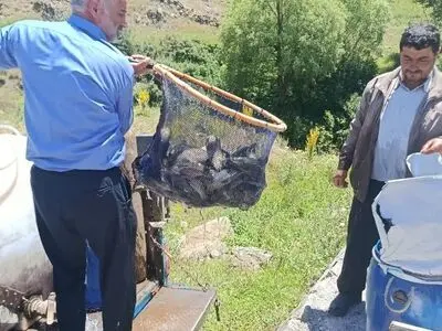 رهاسازی آزمایشی ۱۵۰۰ قطعه ماهی سردآبی در سد سپیران