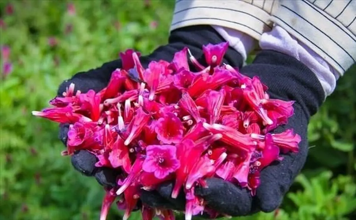تشکیل کارگروه تخصصی گیاهان دارویی استان خراسان رضوی/ توجه به بازاریابی و مسائل فنی برای جلوگیری از وقت و هزینه