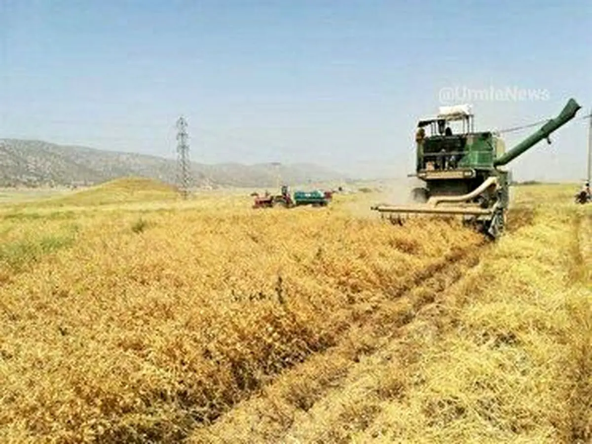 آغاز برداشت محصول عدس از اراضی دیم آذربایجان غربی