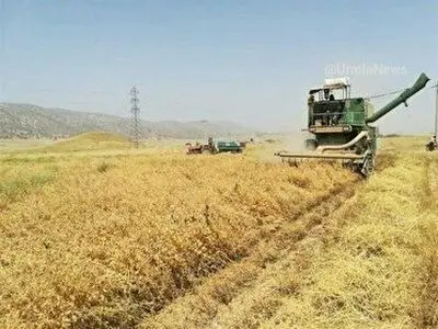 آغاز برداشت محصول عدس از اراضی دیم آذربایجان غربی