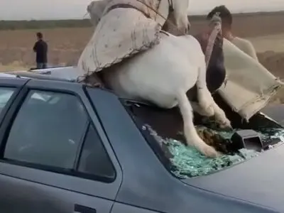 فیلم عجیب از تصادف پژو با الاغ
