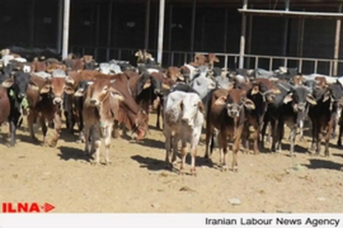 خشکسالی اخیر جمعیت دامی استان را حدود دو میلیون واحد کاهش داده است