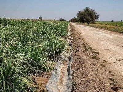 کاهش ناگهانی آب، مزارع هفت‌تپه را در آستانه خشکی قرار داد