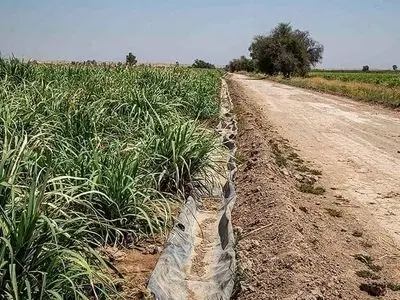 کاهش ناگهانی آب، مزارع هفتتپه را در آستانه خشکی قرار داد