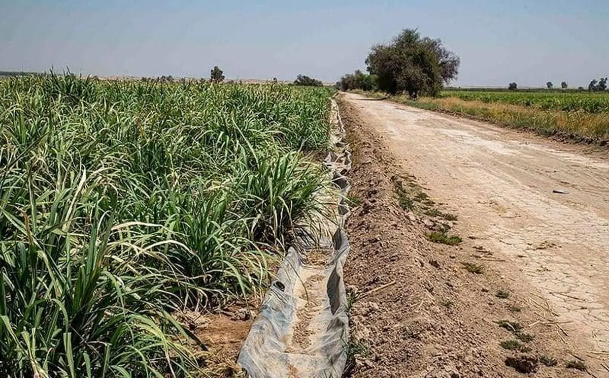 کاهش ناگهانی آب، مزارع هفتتپه را در آستانه خشکی قرار داد
