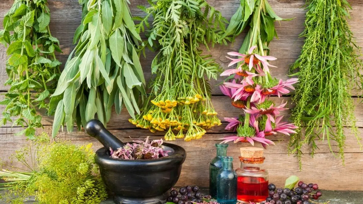 خواص متعدد گیاهان دارویی چگونه کشف می شود + فیلم
