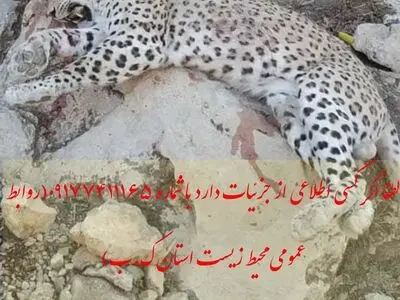 محیط زیست کهگیلویه و بویراحمد از مردم برای شناسایی عاملان شکار پلنگ درخواست کرد