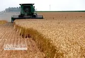قیمت تضمینی خرید گندم تعیین شد