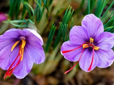 عرضه زعفران ایرانی با برند سایر کشورها